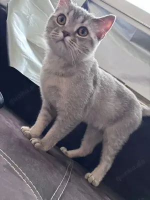 BKH Kater 