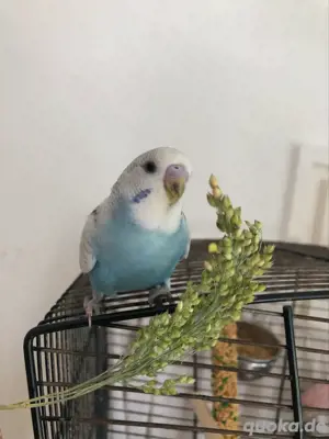 Wellensittich Rainbow Nestjung Handzahm Bild 4