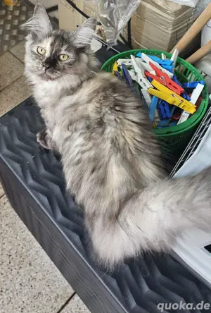 4 wunderschönen Maine Coon Mädchen suchen ein liebevolles Zuhause