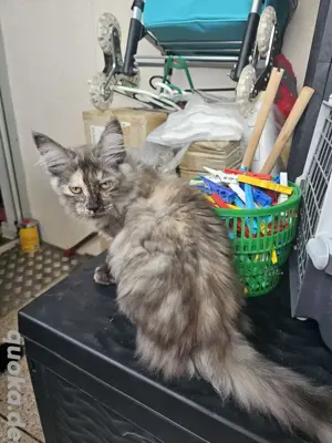 4 wunderschönn Maine Coon suchen ein liebevolles Zuhause