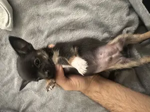Hund cihuahua