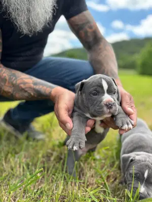 new english Bulldog