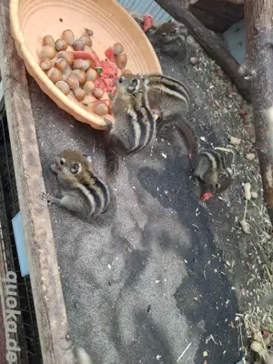 chinesische Baumstreifenhörnchen 