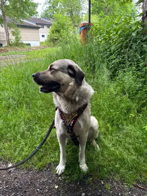 Anatolischer Hirtenhund (Kangal), 3 Jahre alt   absoluter Traumhund sucht liebevolles Zuhause