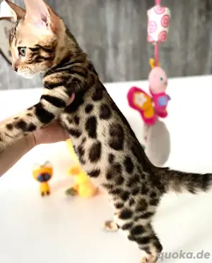 Reinrassige Bengalkatze