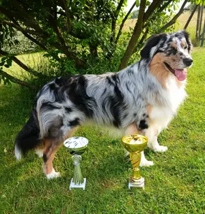 Australian Shepherd Deckrüde