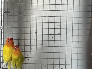 Pfirsichköpchen
