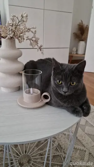 Wunderhübsches Siam-BKH Mix Mädchen sucht liebevolles Zuhause (mit Siamerfahrung!)