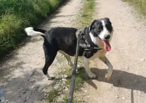 LUCKY - wo darf er glücklich werden? (wartet in Rumänien) Bild 3