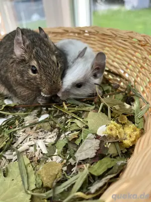 Degu, Degus suchen neuen Körnergeber