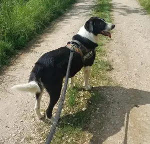 LUCKY - wo darf er glücklich werden? (wartet in Rumänien) Bild 7