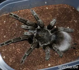 Pamphobeteus 