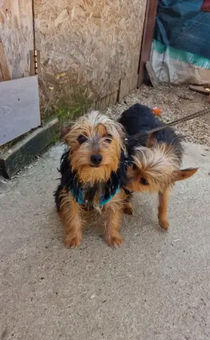 Yorkshire Mädels Lea und Lenny suchen ein Zuhause 