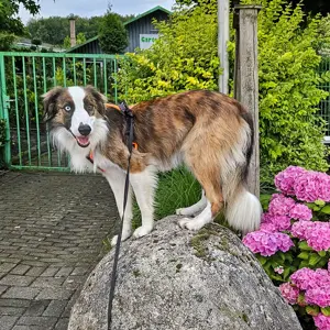 Wunderschöner Hütehund-Mix sucht Zuhause