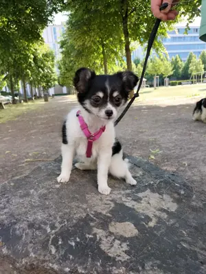 Süße Langhaar Chihuahua Hündin mit Ahnentafel