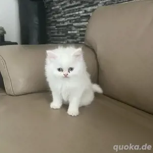 Türkische Angora Katzen Kitten 