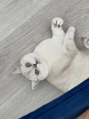 BKH Katze weiblich mit Stammbaum Kastriert