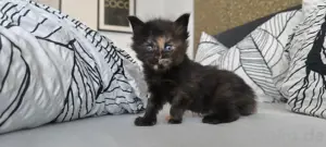 Wunderschöne Maine Coon Kitten