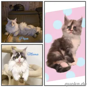 Typvolles Maine Coon Kitten Poly