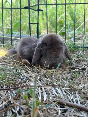 Super kleiner Mini Lop - Minilop - Zwergwidder - Zergkaninchen