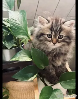 Perserkitten 