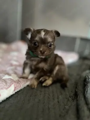Chihuahua Welpe Rüden
