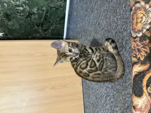 Bangal kitten