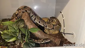 Schöner Python Regius mit Terrarack