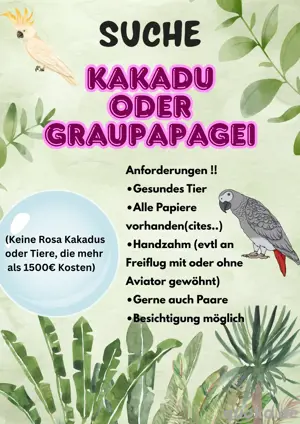 SUCHE Graupapageien oder Kakadu