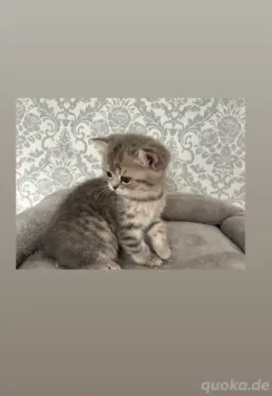 Bkh kitten 