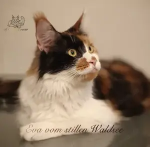 Maine Coon "Eva" mit Stammbaum Bild 3
