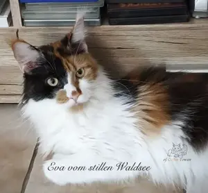 Maine Coon "Eva" mit Stammbaum