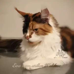Maine Coon "Eva" mit Stammbaum Bild 2