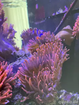 Anemone Koralle