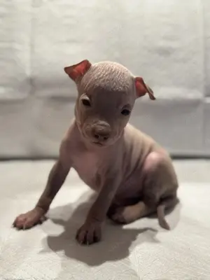 Wir haben American Hairless Terrier Welpen! 