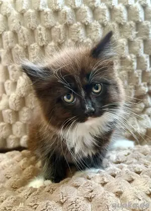 Maine Coon x Ragdoll Kitten