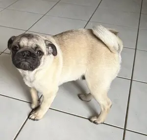 Mops Ruede