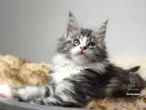 aufgewecktes Maine Coon Kitten mit Stammbaum 