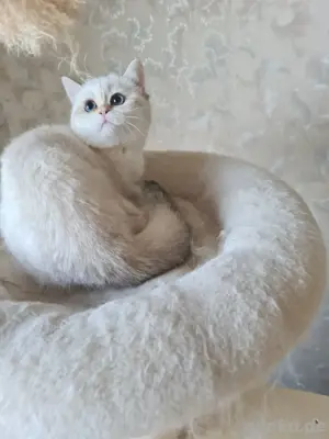 BKH kitten in piont mit stammbaum 