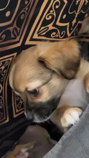 Chihuahua Welpe 4 Monate