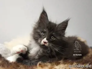 Zuckersüßes Maine Coon Kitten mit Stammbaum 