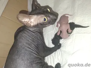 Sphinx  kitten 