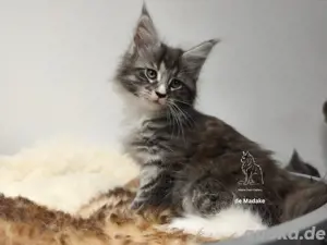 bezauberndes Maine Coon Kitten mit Stammbaum 