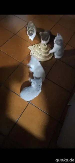 5 süße bkh kitten 