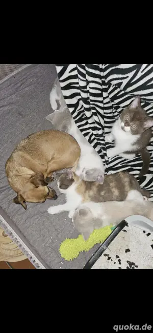 5 süße bkh kitten 