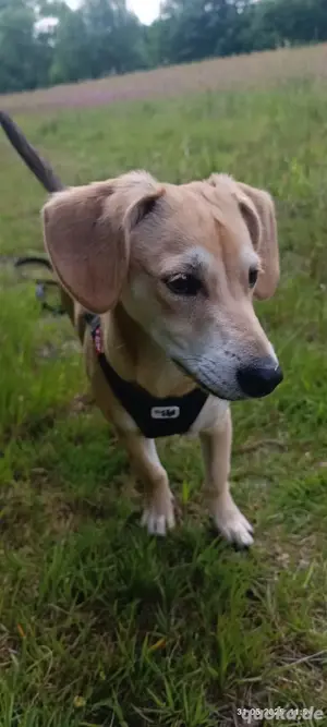 neues zu Hause gesucht