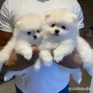 Zwergspitz Pomeranian Boo