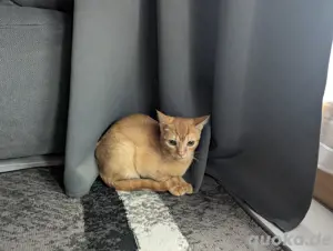 Katze zu verkaufen aufgrund Gesundheitlichen Gründen 