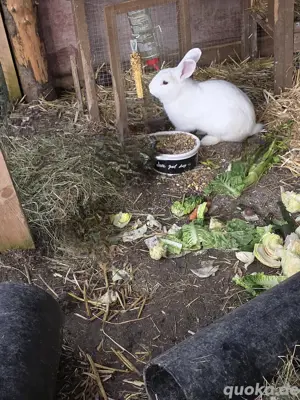 Hase in gute hände abzugeben 