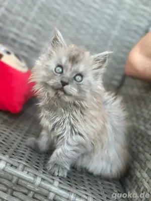 Maine Coon Kater 